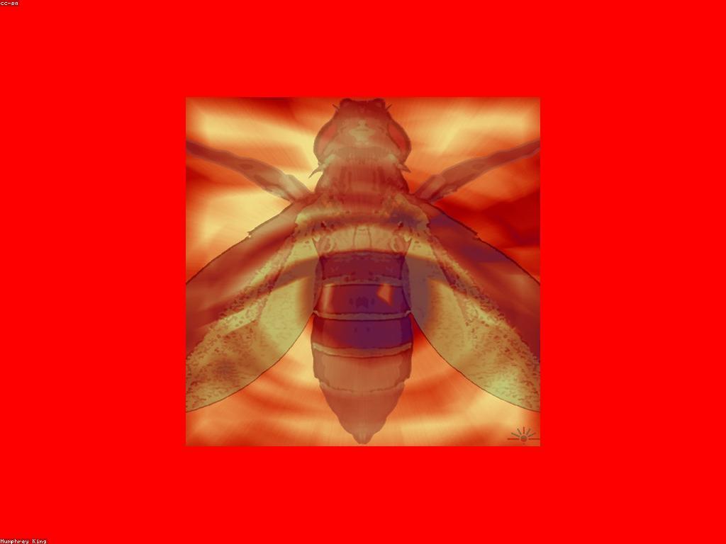 ស្លាបព្រិលអនឡាញ: ការស្វែងយល់ពីពិភពនៃស្លាបព្រិលឌីជីថល